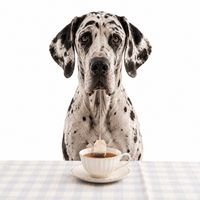Innovablendz Bark & Brew - Calming Botanical Tea for Dogs